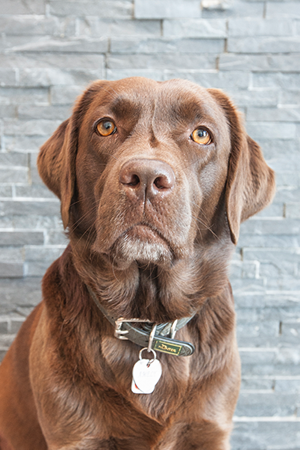 Hunde
