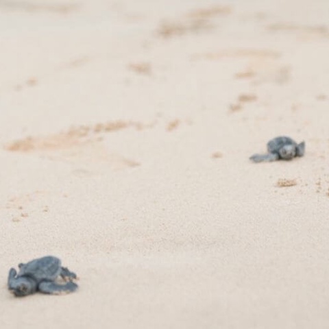 cape verde schildkröte