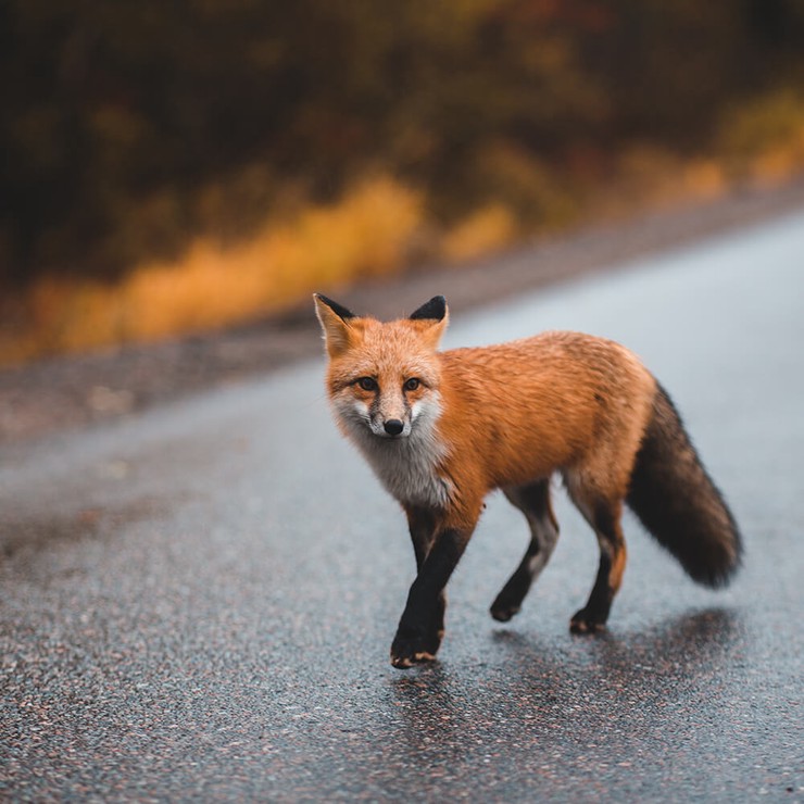 Fuchs läuft auf der Straße