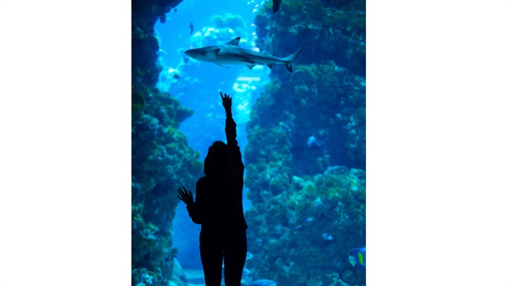 Vestibulum tortor quam, feugiat vitae, ultricies eget, tempor sit amet, ante.