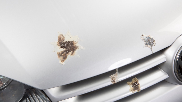 Vogeldreck auf dem Auto – kein Problem für Mr. Wash